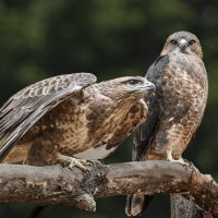 Коршун :: SanSan 