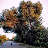 Ива в свете утренней зари!