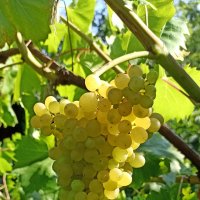 Виноград сорта "Кишмиш 342" почти созрел