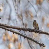 Дикие животные :: Виктор Иванович Чернюк