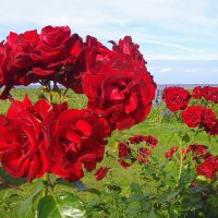 Розы на берегу Финского залива.