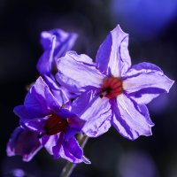 Цветы картофеля.