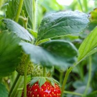 Спелая, сочная клубничка. 🍓