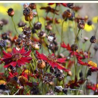 Природа :: Aleksandr Gal