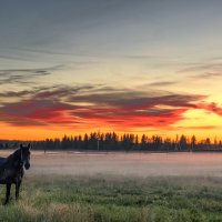 Лошадь в тумане