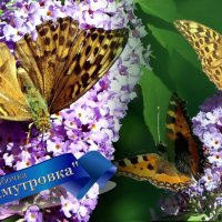 У меня НА Даче... Бабочка🦋 :: "The Natural World" Александер У меня НА Даче... Бабочка🦋 :: "The Natural World" Александер