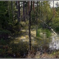 На болоте