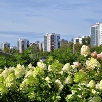 День августа