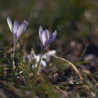 Истории мартовских крокусов. :: Анатолий Щербак