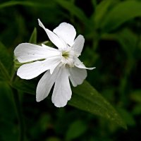 Летящая :: Milocs Морозова Людмила