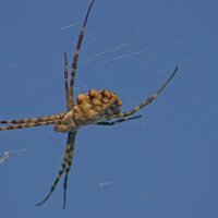 Argiope lobata