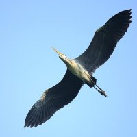 Дикие животные