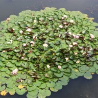 кувшинки