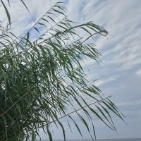 полосатое