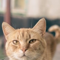 Кот :: Pavel Bamboleo
