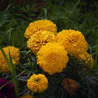 Георгины :: Владимир Кроливец
