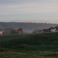 Забег в утреннем тумане. :: Виктор Евстратов Забег в утреннем тумане. :: Виктор Евстратов