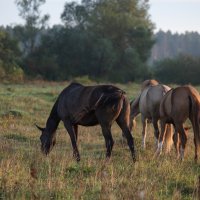 Летний выгул. :: Виктор Евстратов Летний выгул. :: Виктор Евстратов