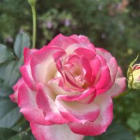 Природа :: Светлана Ященко Природа :: Светлана Ященко