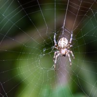 Araneus marmoreus