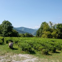 Чайная плантация