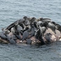 Байкальские нерпы. Ушканьи острова