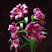 Лилия