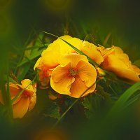 Фотозарисовка
