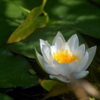 Белая кувшинка. :: Дина Евсеева Белая кувшинка. :: Дина Евсеева