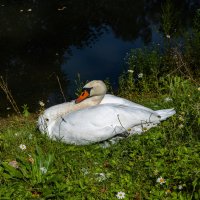 Дикие животные