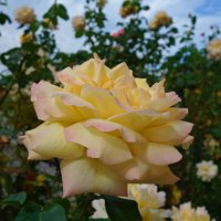 Цветы