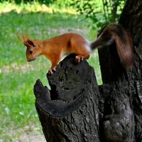 В поисках еды...