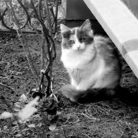 Мечты льч/б Лейке 184, :: Михаил Елочкин