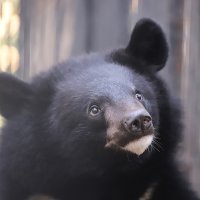 гималайский белогрудый медведь