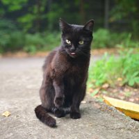 КоТоГраФия :: Константин Сафронов