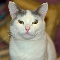 Маркиз :: Михаил Столяров