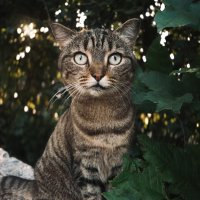 Уличный кот