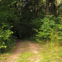 По Лесным Дорожкам