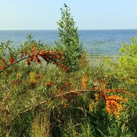 Дары природы у моря . Облепиха .