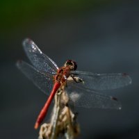 Красная стрекоза