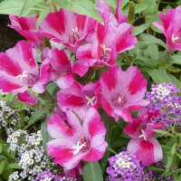 Годеция крупноцветковая (Godetia grandiflora) :: Лидия Бусурина