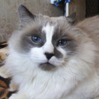 Феденька