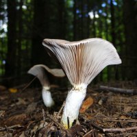 Где-то в тёмном еловом лесу... :: Андрей Заломленков