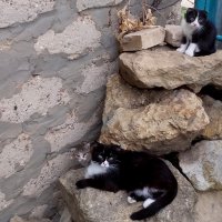 Нюша со своими котятками (Бася и Манечка) на прогулке. :: Елизавета Мур Нюша со своими котятками (Бася и Манечка) на прогулке. :: Елизавета Мур