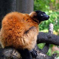 Красный лемур Вари