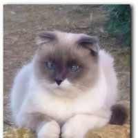 Степка 1 год :: Елизавета Мур Степка 1 год :: Елизавета Мур
