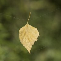 Случайная остановка