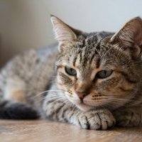 Котик засыпает :: Наталья ***