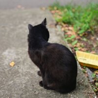 КоТоГраФия