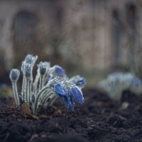 Мартовские сны умытой сон-травы. :: Анатолий Щербак